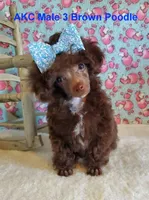 Brown M3 AKC (Emmy), a male Poodle - Toy  for sale in Dandridge, TN – Photo 1 of 4