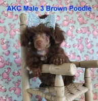Brown M3 AKC (Emmy), a male Poodle - Toy  for sale in Dandridge, TN – Photo 3 of 4