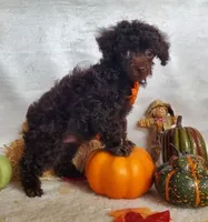 Emmy's Male #2, a male Poodle - Toy  for sale in Dandridge, TN – Photo 5 of 6