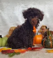 Emmy's Male #2, a male Poodle - Toy  for sale in Dandridge, TN – Photo 6 of 6