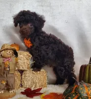 Emmy's Male #2, a male Poodle - Toy  for sale in Dandridge, TN – Photo 2 of 6