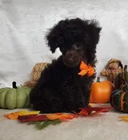 Emmy's Male #2, a male Poodle - Toy  for sale in Dandridge, TN – Photo 3 of 6