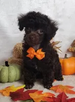 Emmy's Male #2, a male Poodle - Toy  for sale in Dandridge, TN – Photo 4 of 6