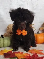 Emmy's Male #2, a male Poodle - Toy  for sale in Dandridge, TN – Photo 1 of 6