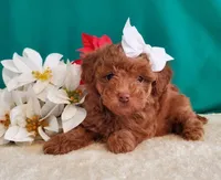 Red F - Mystic, a female Poodle - Toy  for sale in Dandridge, TN – Photo 2 of 4