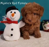 Red F - Mystic, a female Poodle - Toy  for sale in Dandridge, TN – Photo 4 of 4