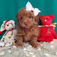 Red F - Mystic, a female Poodle - Toy  for sale in Dandridge, TN – Photo 3 of 4