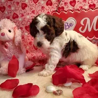 Brown Parti F#2, a female Poodle - Toy  for sale in Dandridge, TN – Photo 4 of 4
