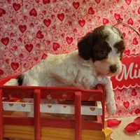 Brown Parti F#2, a female Poodle - Toy  for sale in Dandridge, TN – Photo 3 of 4