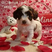 Brown Parti F#2, a female Poodle - Toy  for sale in Dandridge, TN – Photo 1 of 4