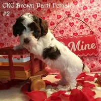 Brown Parti F#2, a female Poodle - Toy  for sale in Dandridge, TN – Photo 2 of 4