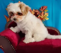 Red & White Maltipoo #1, a male Maltipoo for sale in Dandridge, TN – Photo 5 of 6