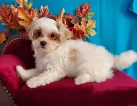 Red & White Maltipoo #1, a male Maltipoo for sale in Dandridge, TN – Photo 1 of 6