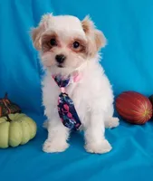 Red & White Maltipoo #1, a male Maltipoo for sale in Dandridge, TN – Photo 6 of 6