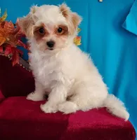 Red & White Maltipoo #1, a male Maltipoo for sale in Dandridge, TN – Photo 4 of 6