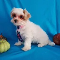 Red & White Maltipoo #1, a male Maltipoo for sale in Dandridge, TN – Photo 3 of 6