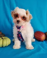 Red & White Maltipoo #1, a male Maltipoo for sale in Dandridge, TN – Photo 2 of 6