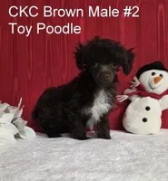 REDUCED Brown #2, a male Poodle - Toy  for sale in Dandridge, TN – Photo 2 of 4
