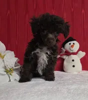 REDUCED Brown #2, a male Poodle - Toy  for sale in Dandridge, TN – Photo 1 of 4