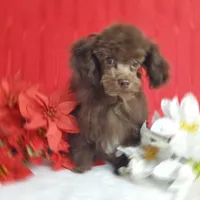 Emmy's Male #1, a male Poodle - Toy  for sale in Dandridge, TN – Photo 1 of 6