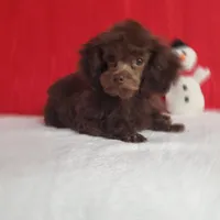 Emmy's Male #1, a male Poodle - Toy  for sale in Dandridge, TN – Photo 3 of 6