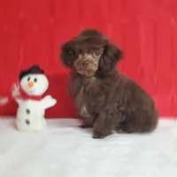 Emmy's Male #1, a male Poodle - Toy  for sale in Dandridge, TN – Photo 5 of 6