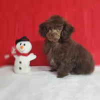 Emmy's Male #1, a male Poodle - Toy  for sale in Dandridge, TN – Photo 2 of 6