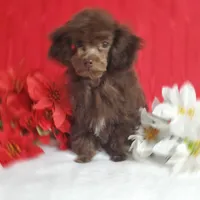 Emmy's Male #1, a male Poodle - Toy  for sale in Dandridge, TN – Photo 4 of 6