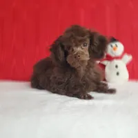 Emmy's Male #1, a male Poodle - Toy  for sale in Dandridge, TN – Photo 6 of 6