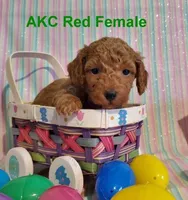 AKC Red, a female Poodle - Toy  for sale in Dandridge, TN – Photo 2 of 6