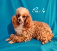 AKC Red, a female Poodle - Toy  for sale in Dandridge, TN – Photo 5 of 6