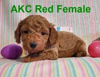 AKC Red, a female Poodle - Toy  for sale in Dandridge, TN – Photo 3 of 6