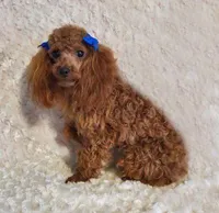 AKC Red, a female Poodle - Toy  for sale in Dandridge, TN – Photo 6 of 6