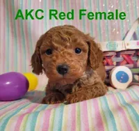 AKC Red, a female Poodle - Toy  for sale in Dandridge, TN – Photo 4 of 6