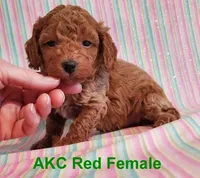 AKC Red, a female Poodle - Toy  for sale in Dandridge, TN – Photo 1 of 6