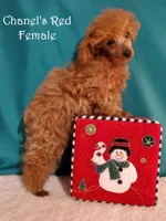 Small Red AKC, a female Poodle - Toy  for sale in Dandridge, TN – Photo 4 of 6