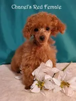 Small Red AKC, a female Poodle - Toy  for sale in Dandridge, TN – Photo 6 of 6