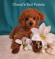 Small Red AKC, a female Poodle - Toy  for sale in Dandridge, TN – Photo 3 of 6