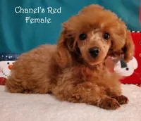 Small Red AKC, a female Poodle - Toy  for sale in Dandridge, TN – Photo 2 of 6
