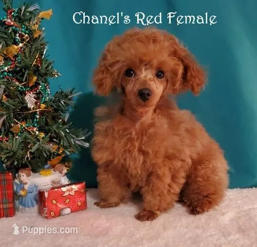 Small Red AKC