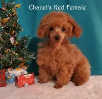 Small Red AKC, a female Poodle - Toy  for sale in Dandridge, TN – Photo 1 of 6