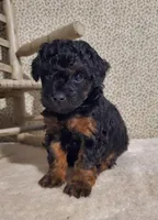 Black/Red Phantom, a male Poodle - Toy  for sale in Dandridge, TN – Photo 5 of 6