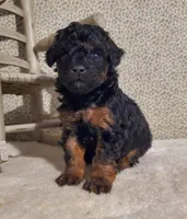 Black/Red Phantom, a male Poodle - Toy  for sale in Dandridge, TN – Photo 1 of 6