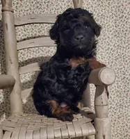 Black/Red Phantom, a male Poodle - Toy  for sale in Dandridge, TN – Photo 6 of 6