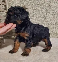 Black/Red Phantom, a male Poodle - Toy  for sale in Dandridge, TN – Photo 3 of 6