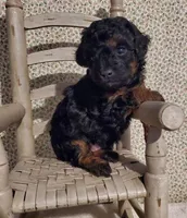 Black/Red Phantom, a male Poodle - Toy  for sale in Dandridge, TN – Photo 2 of 6