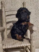 Black/Red Phantom, a male Poodle - Toy  for sale in Dandridge, TN – Photo 4 of 6