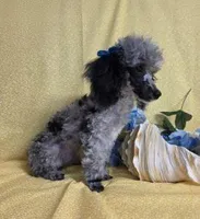 Adorable Blue Merle, a male Poodle - Toy  for sale in Dandridge, TN – Photo 6 of 7