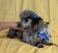 Adorable Blue Merle, a male Poodle - Toy  for sale in Dandridge, TN – Photo 4 of 7