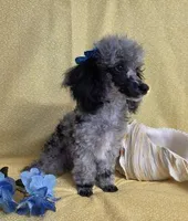 Adorable Blue Merle, a male Poodle - Toy  for sale in Dandridge, TN – Photo 3 of 7